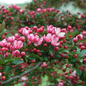 Pink Princess crabapple