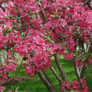 Prairie Fire Crabapple