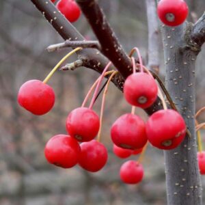 Red Jewel Crabapple