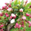 Sargent Tina crabapple buds