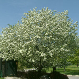 Spring Snow crabapple