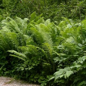 Ostrich Fern