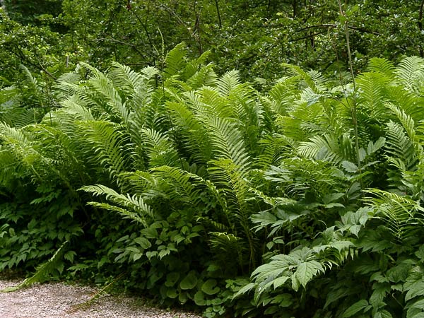 Ostrich Fern