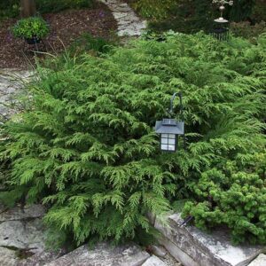 Russian Cypress