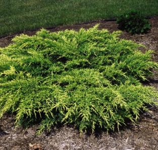 Old Gold Juniper