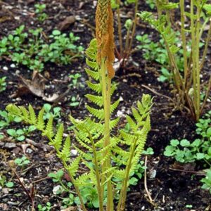 Cinnamon Fern