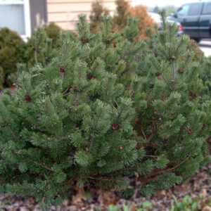 Dwarf Mugo Pine