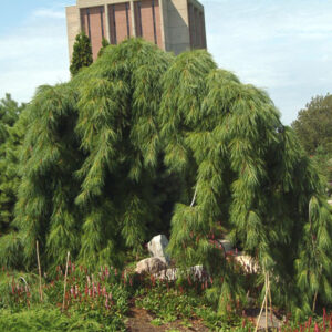 Weeping White Pine