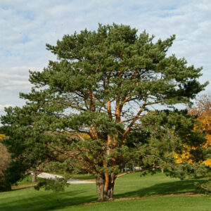 Scotch Pine