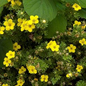 Gold Drop Potentilla