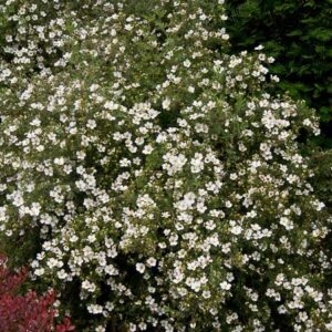 Mckay's White Potentilla