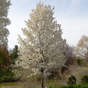 Ornamental Pear