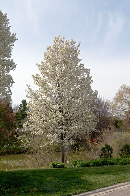 Ornamental Pear