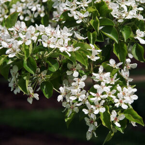 Korean Sun Pear