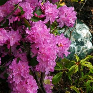 PJM Rhododendron