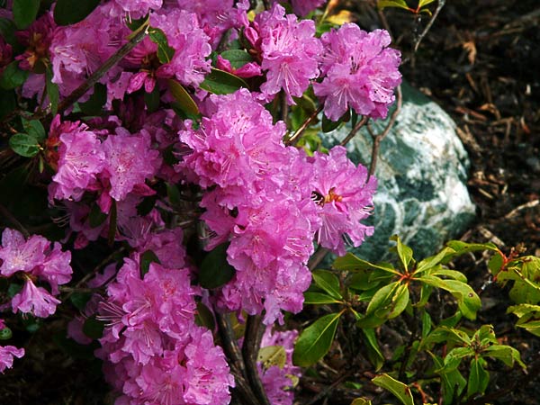 PJM Rhododendron