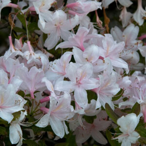 White Lights Azalea