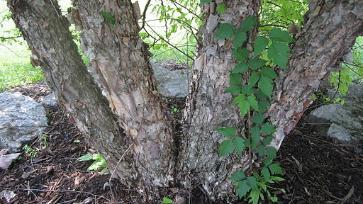 River birch bark