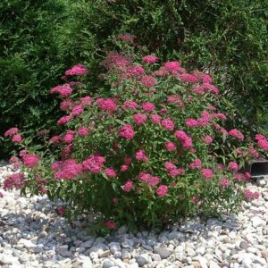 Anthony Waterer Spirea