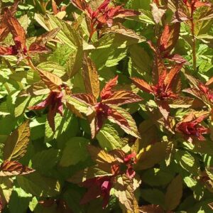 Gold Flame Spirea