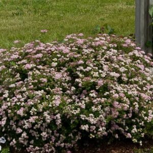 Little Princess Spirea