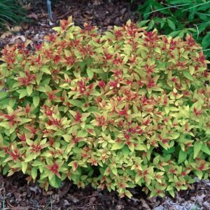 Magic Carpet Spirea