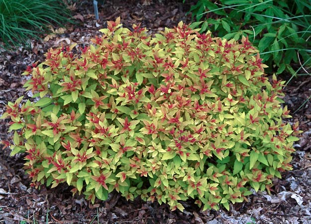 Magic Carpet Spirea