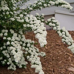 Renaissance Spirea