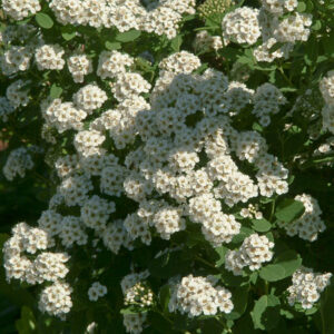 Tor Birchleaf Spiraea