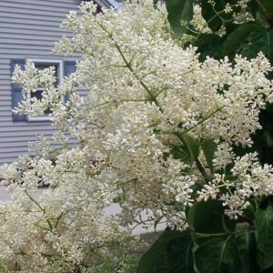 Ivory Silk Tree Lilac