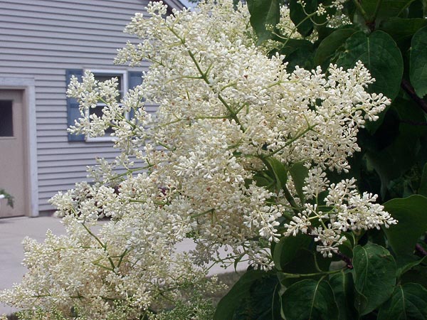 Ivory Silk Tree Lilac