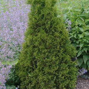 Emerald Green Arborvitae