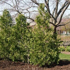 Dark Green Arborvitae