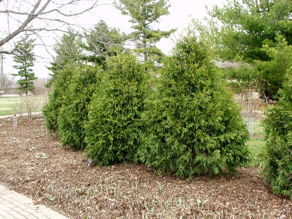 Techny Arborvitae