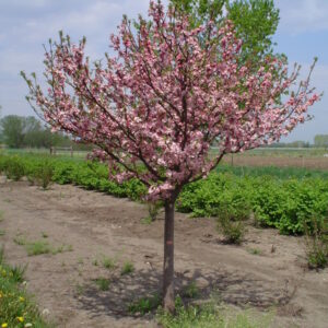 Coralburst® Crabapple