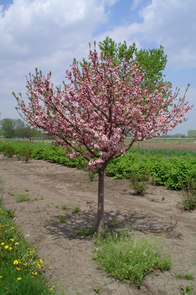 Coralburst® Crabapple