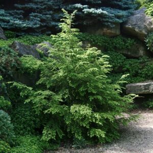 Canadian Hemlock