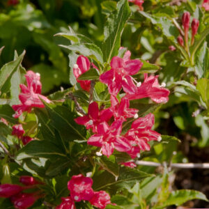 Red Prince Weigela