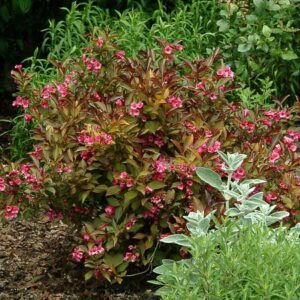 Wine Roses Weigela