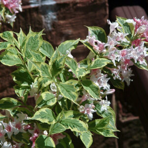 Variegated Weigela