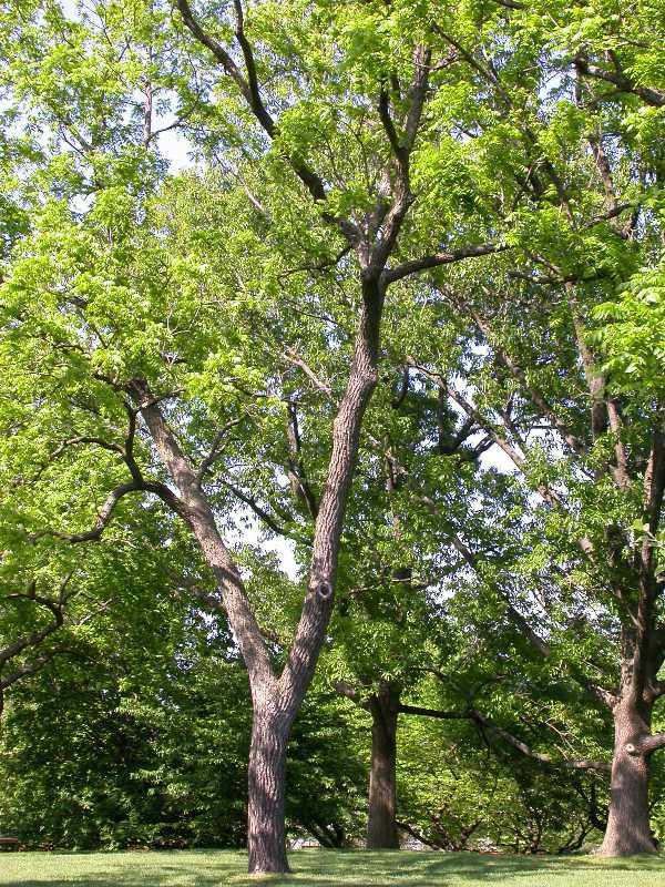 Landscaping With Black Walnut Trees A Breezy Hill Nursery Guide