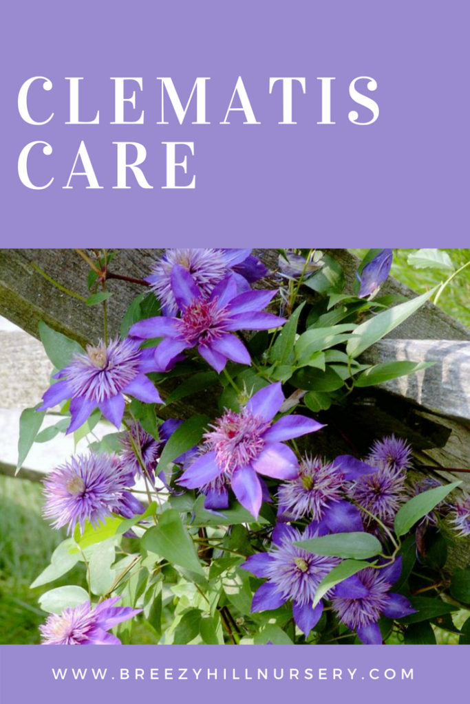 Clematis Care