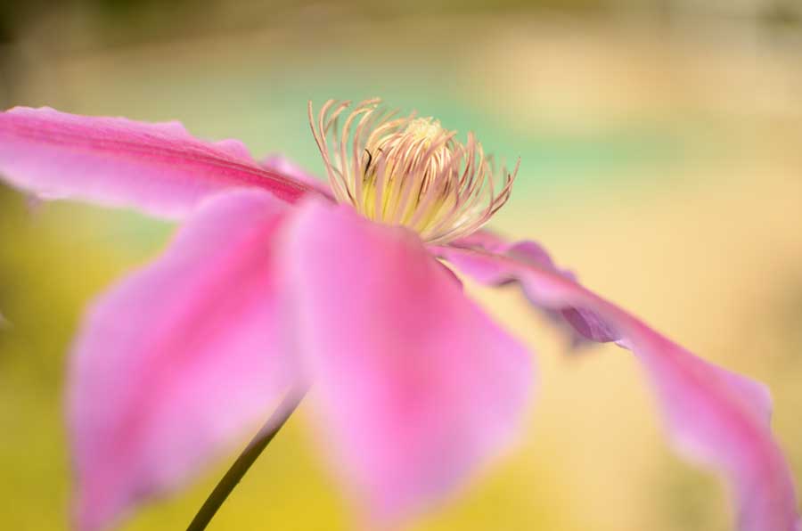 Clematis Care