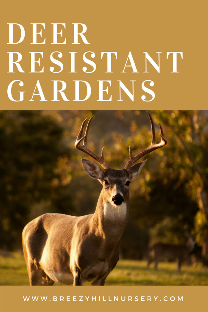 Deer Resistant Gardens