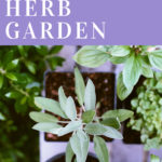 Gourmet Herb Garden