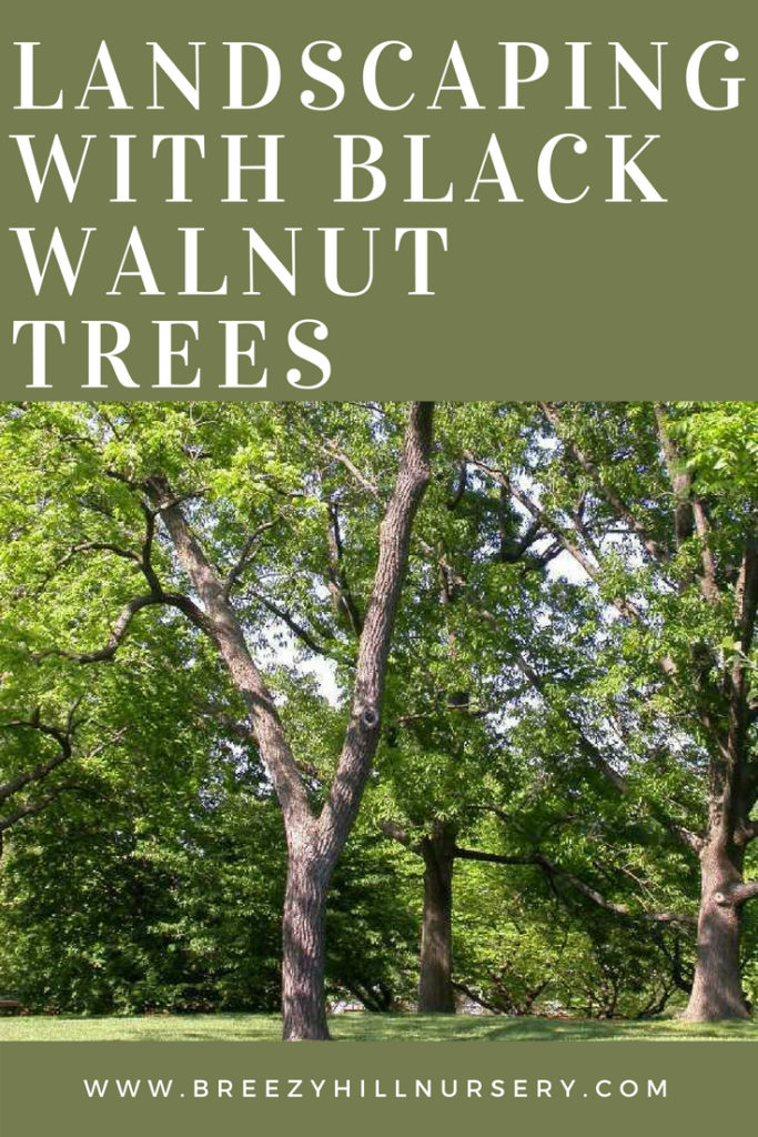 Landscaping with Black Walnut Trees