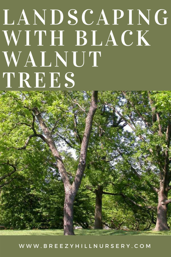 Walnut Tree 