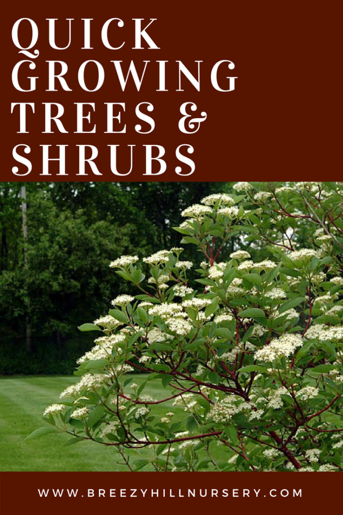 Quick Growing Trees & Shrubs