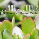 SummerColor_Square