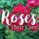 Rose care